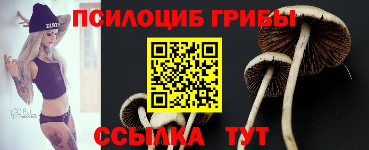 Псилоцибиновые грибы мицелий  купить наркотики цена  Курчатов  Вход с VPN 
